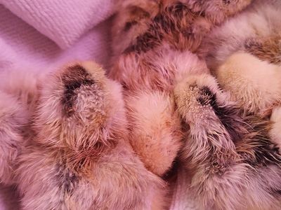 Olive egger/Blue layer chicks