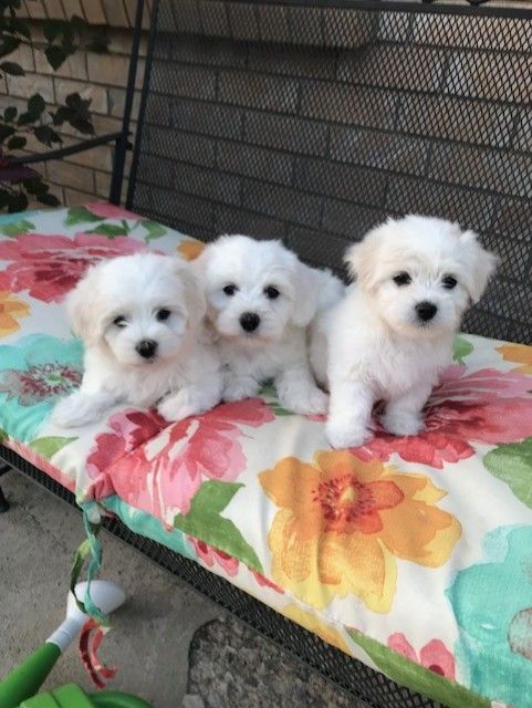 5 BEAUTIFUL White AKC Coton de Tulear Puppies!