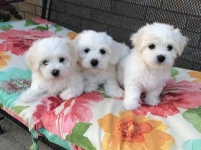 5 BEAUTIFUL White AKC Coton de Tulear Puppies!