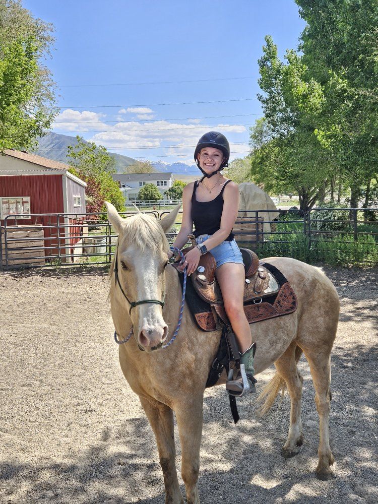 8yr old gelding