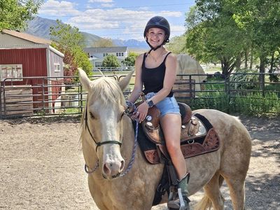 8yr old gelding