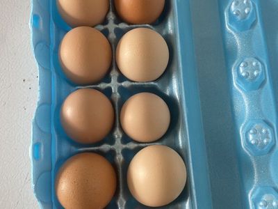 Eggs