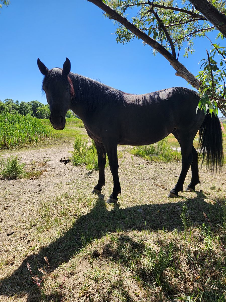 Solid Ranch / Arena Mare Ridden by kids