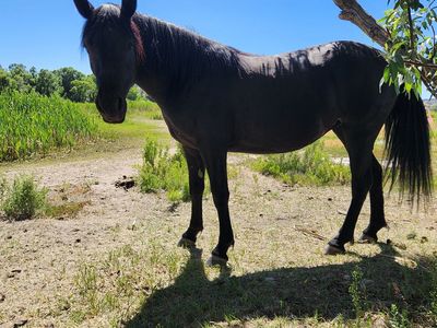 Solid Ranch / Arena Mare Ridden by kids