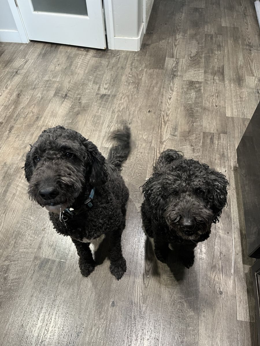 *FREE* 2 black Goldendoodles
