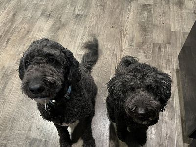 *FREE* 2 black Goldendoodles