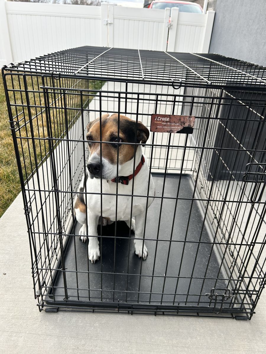 XL Dog i Crate 42L 28W 30H