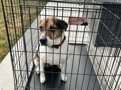 XL Dog i Crate 42L 28W 30H