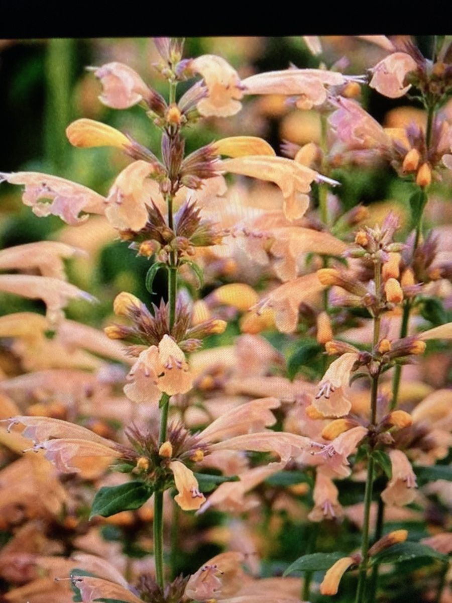 Mango Tango Agastache  Hyssop Flowers