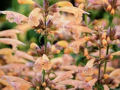 Mango Tango Agastache Hyssop Flowers