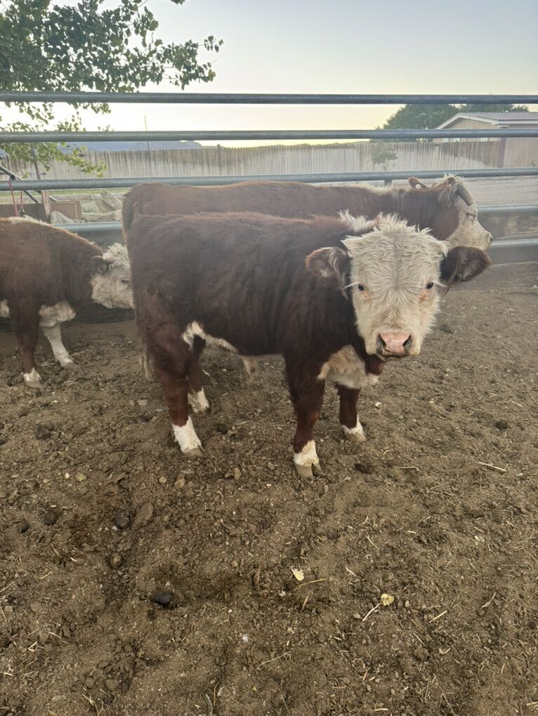 Mini Hereford Herd