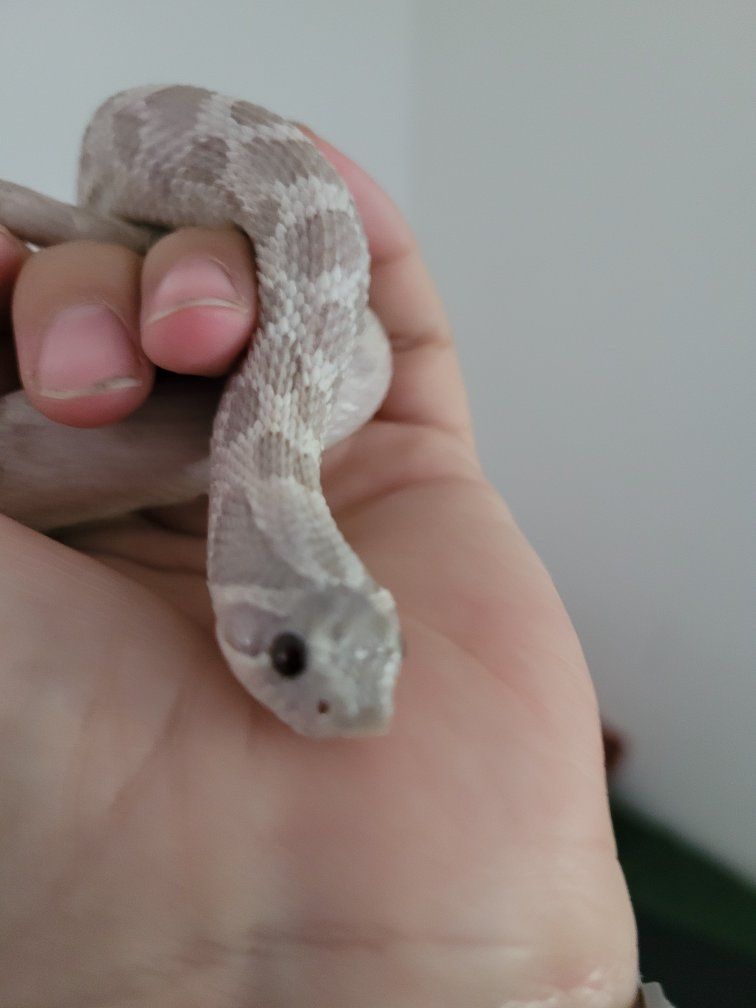 lavender hognose