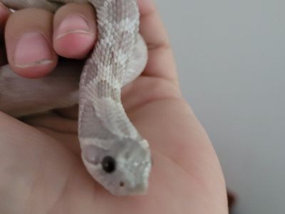lavender hognose