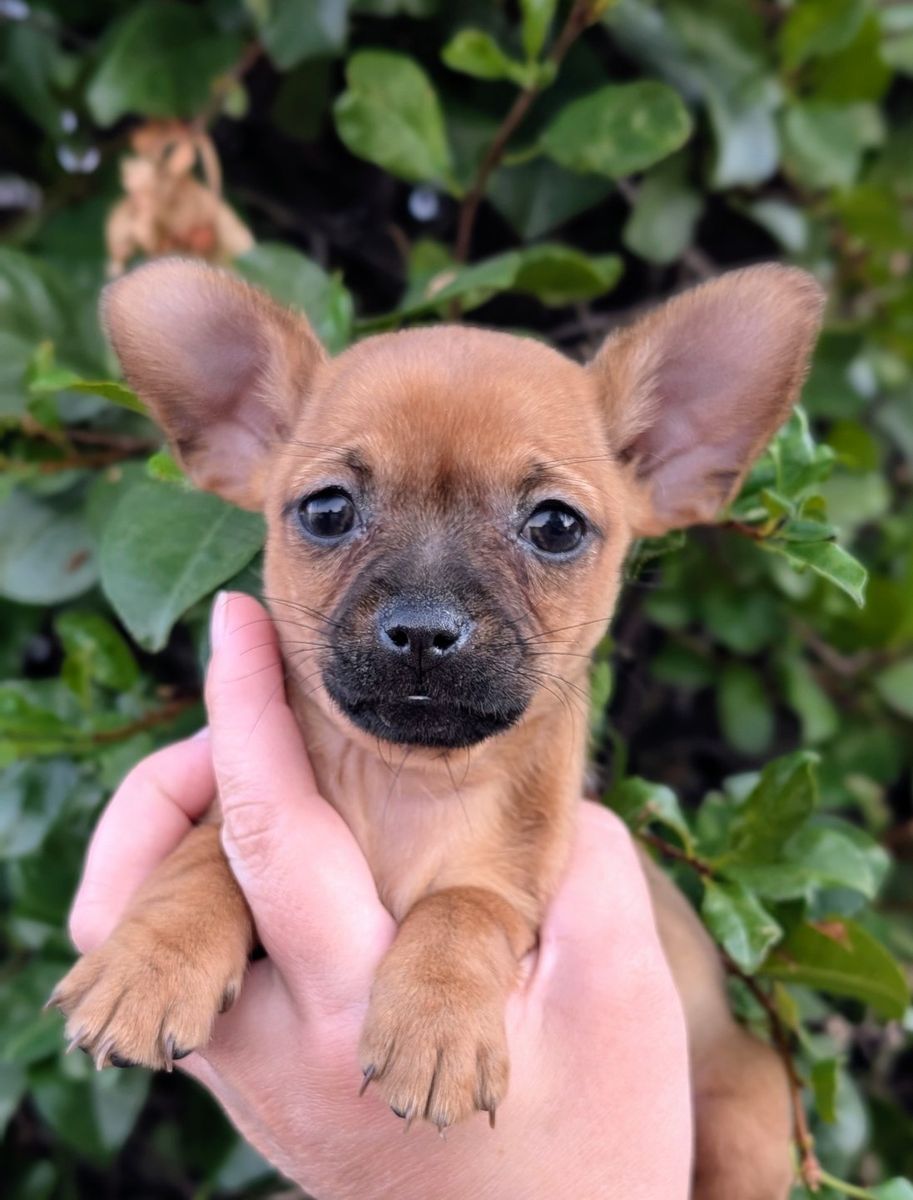 LAST ONE!! Tiny **CHORKIE** Puppy, Chihuahua x Yorkie