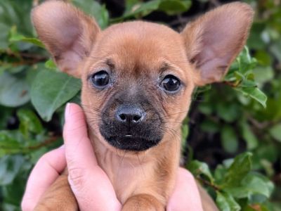 LAST ONE!! Tiny **CHORKIE** Puppy, Chihuahua x Yorkie