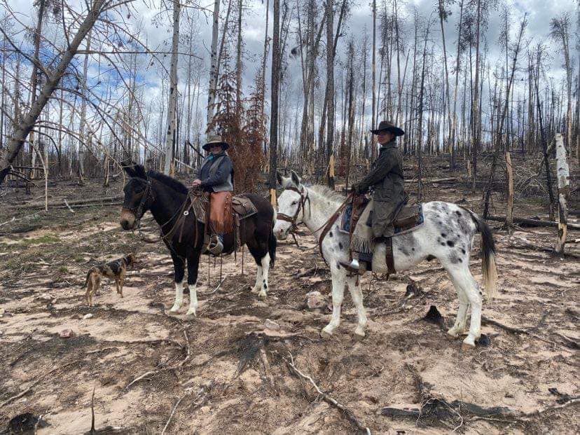 15 Year Old John Mule