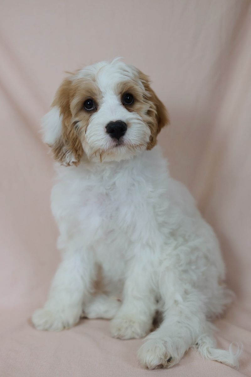 Cavapoo Puppies