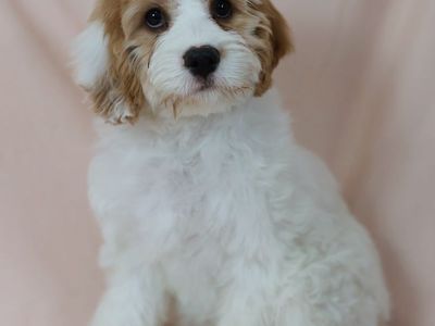 Cavapoo Puppies