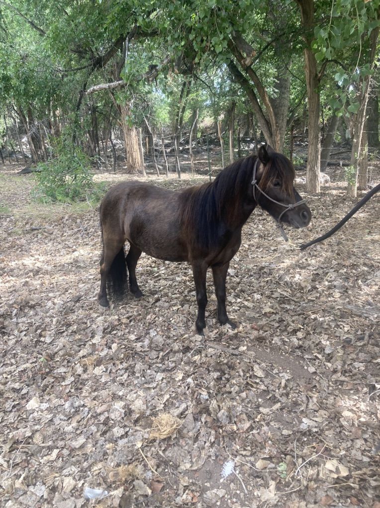 Kids Pony