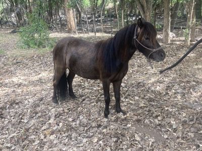 Kids Pony