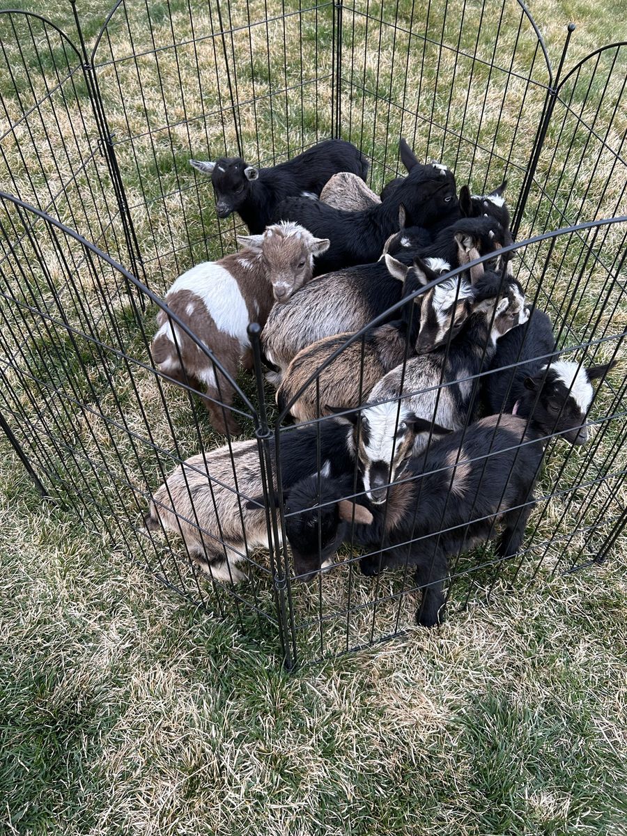 Nigerian Dwarf Cross Bucklings