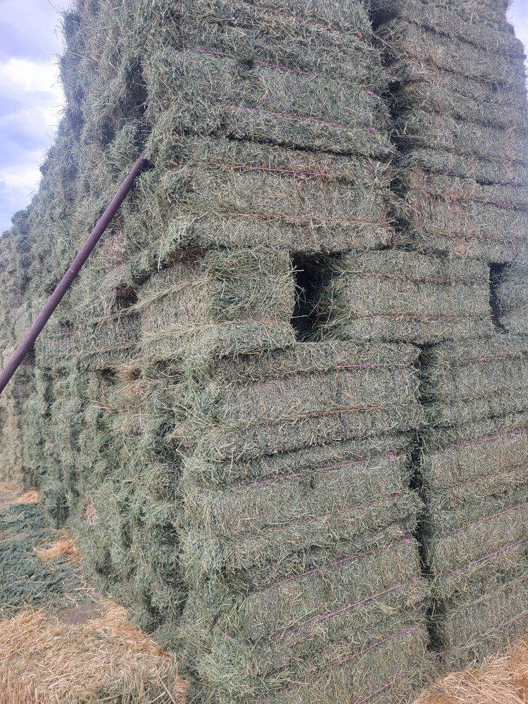 3rd crop alfalfa, small bales 