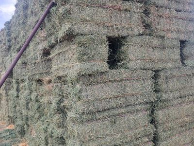 3rd crop alfalfa, small bales