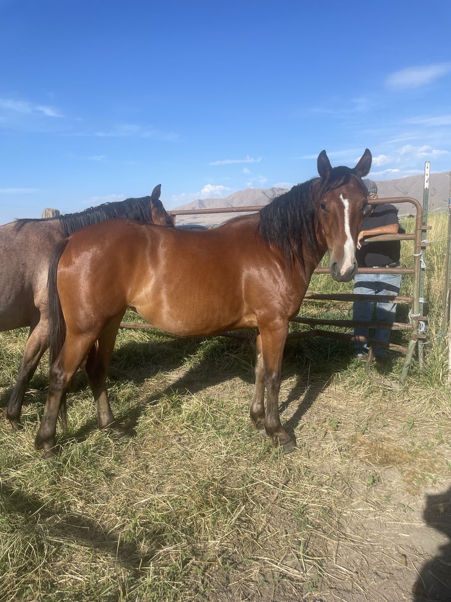 3 year old 1/4 draft mare