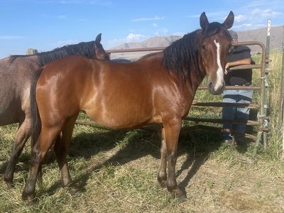 3 year old 1/4 draft mare