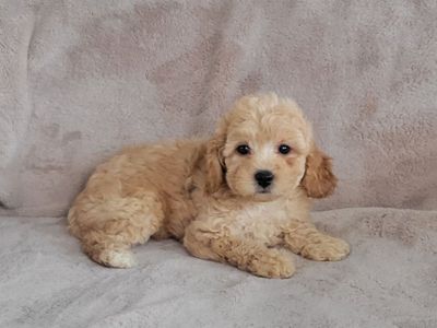Cavapoo
