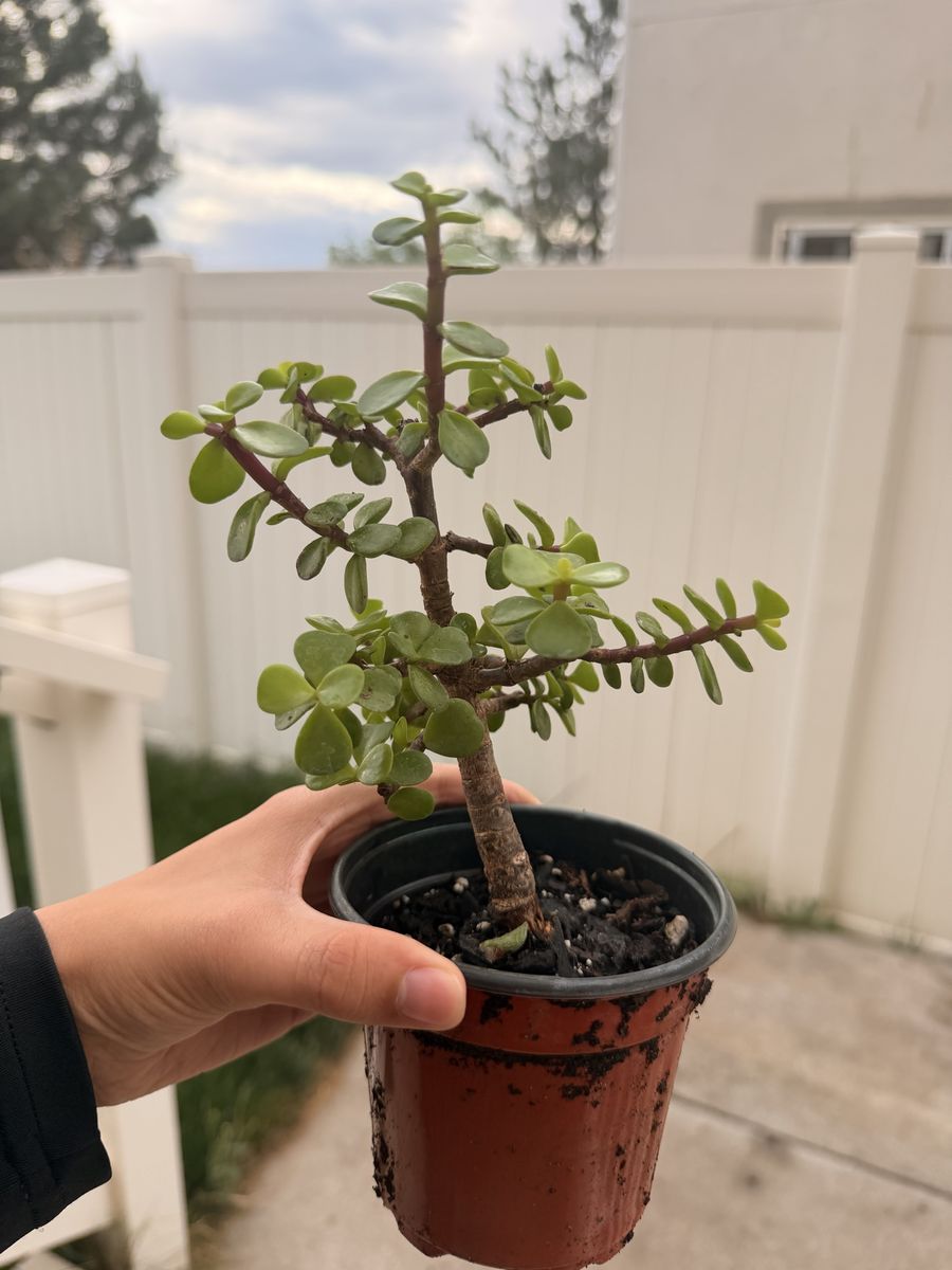 Mature Dwarf Jade Bonsai