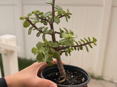 Mature Dwarf Jade Bonsai
