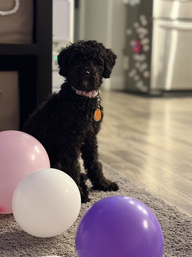 6 Month Old Bernedoodle