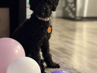 6 Month Old Bernedoodle