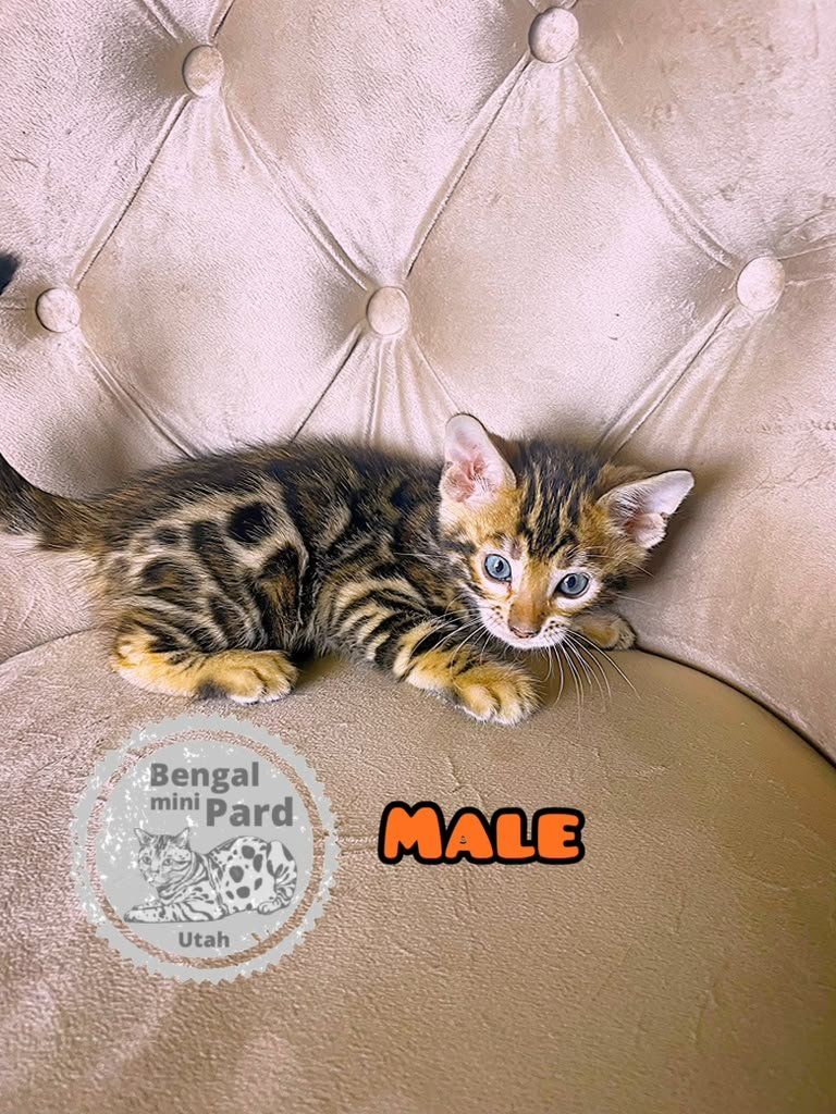 Tica Registered Beautiful Bengal kittens ready to go to their new homes