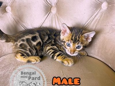 Tica Registered Beautiful Bengal kittens ready to go to their new homes