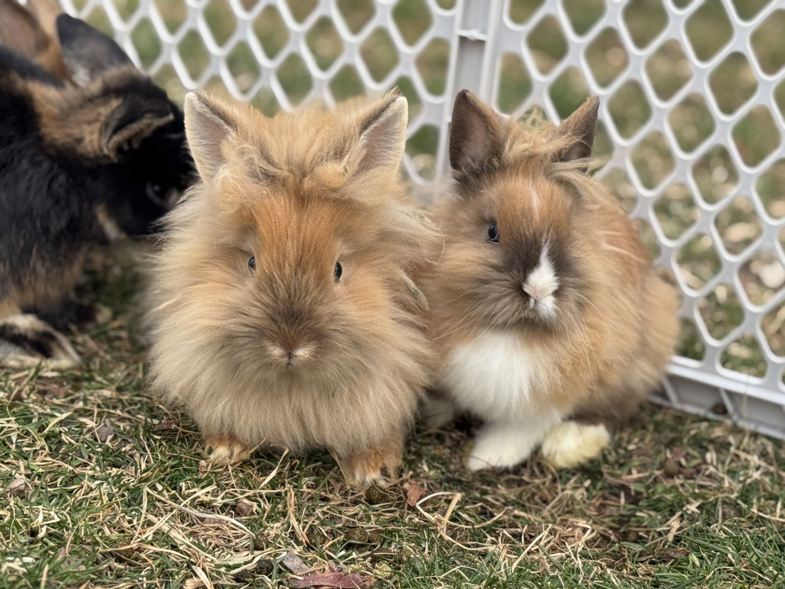 Purebred Lionhead & Holland Lop Bunnies
