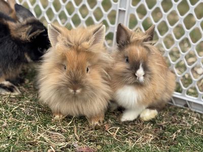 Purebred Lionhead & Holland Lop Bunnies