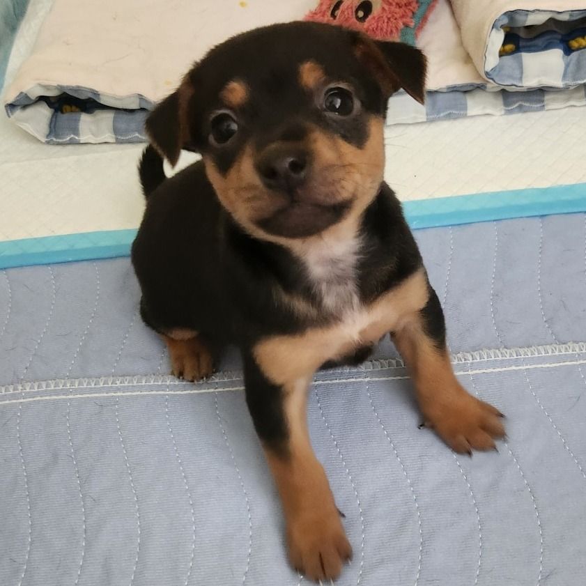 Hello my name is Daisy