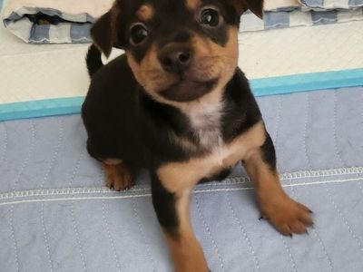 Hello my name is Daisy