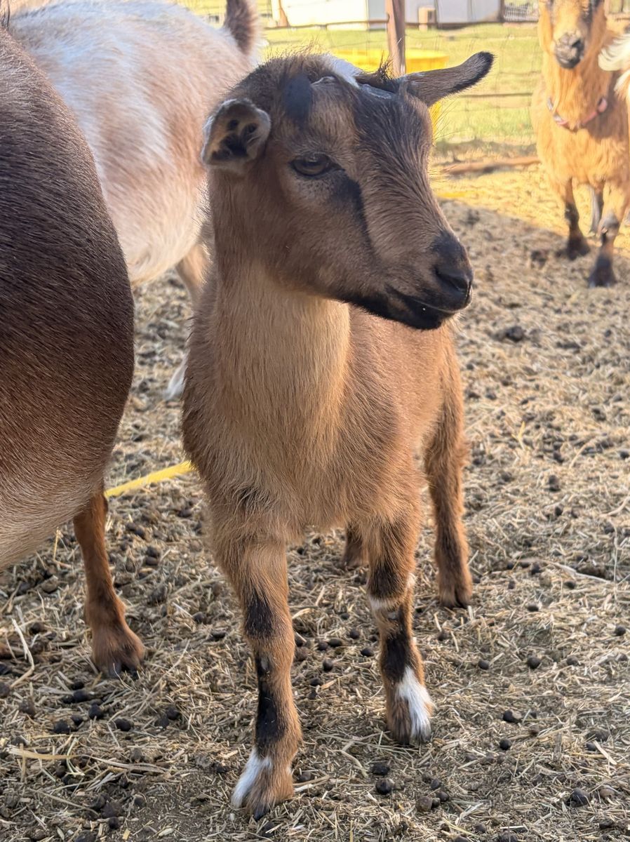 ADGA registrable Nigerian Dwarf buckling