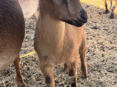 ADGA registrable Nigerian Dwarf buckling