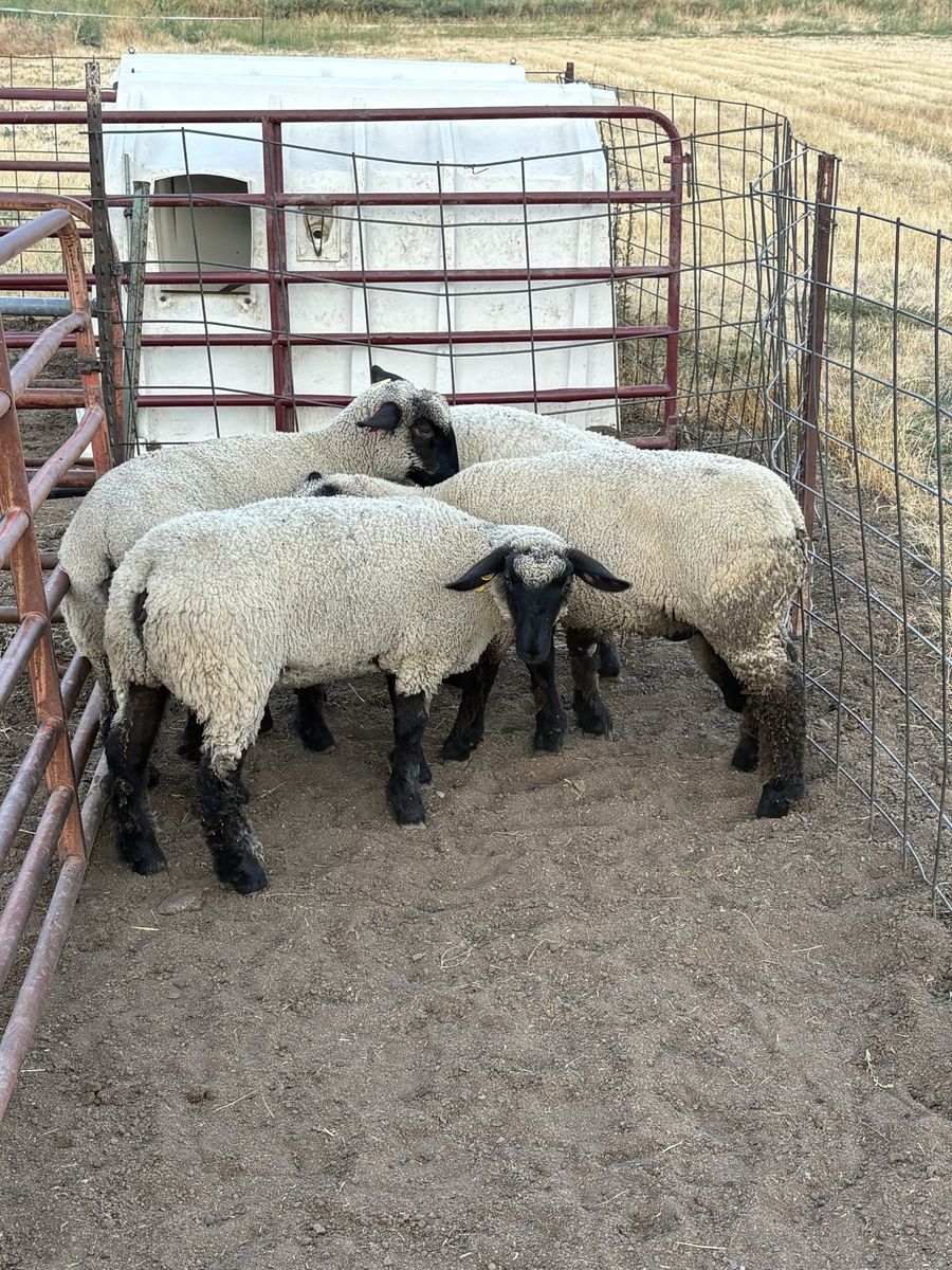 Butcher Lambs 