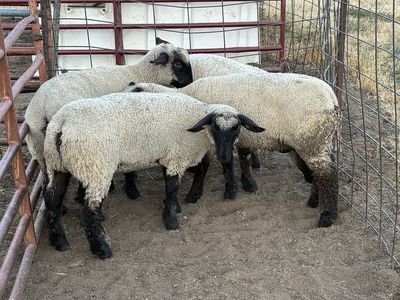 Butcher Lambs