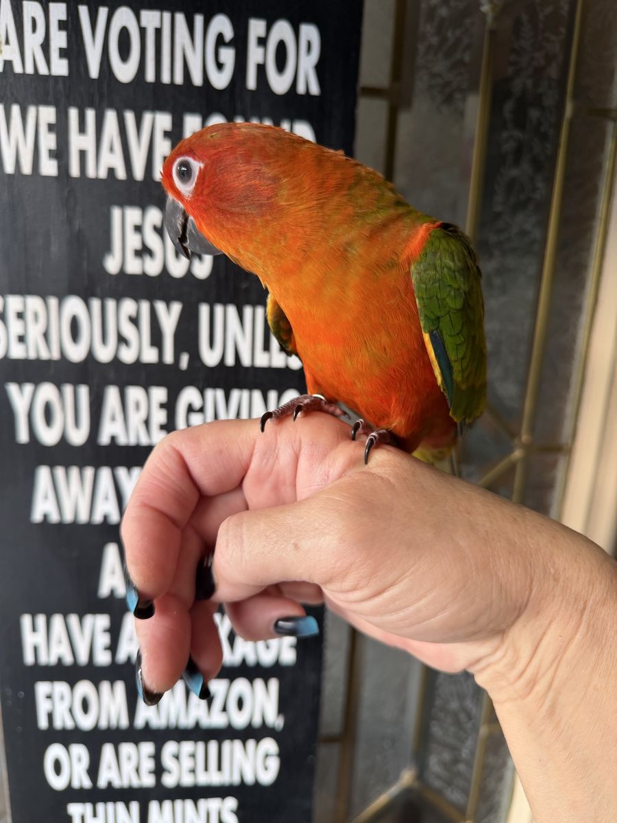 Handfed red factor sun conure baby