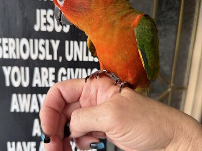 Handfed red factor sun conure baby