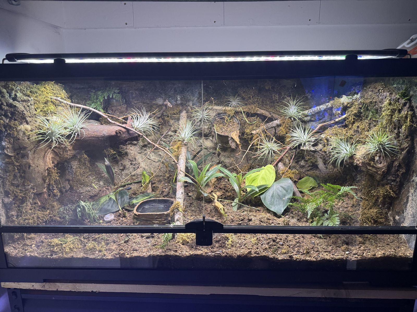 Male Gargoyle gecko and enclosure