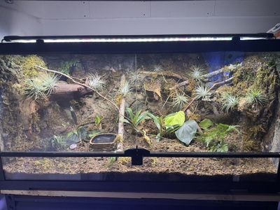 Male Gargoyle gecko and enclosure