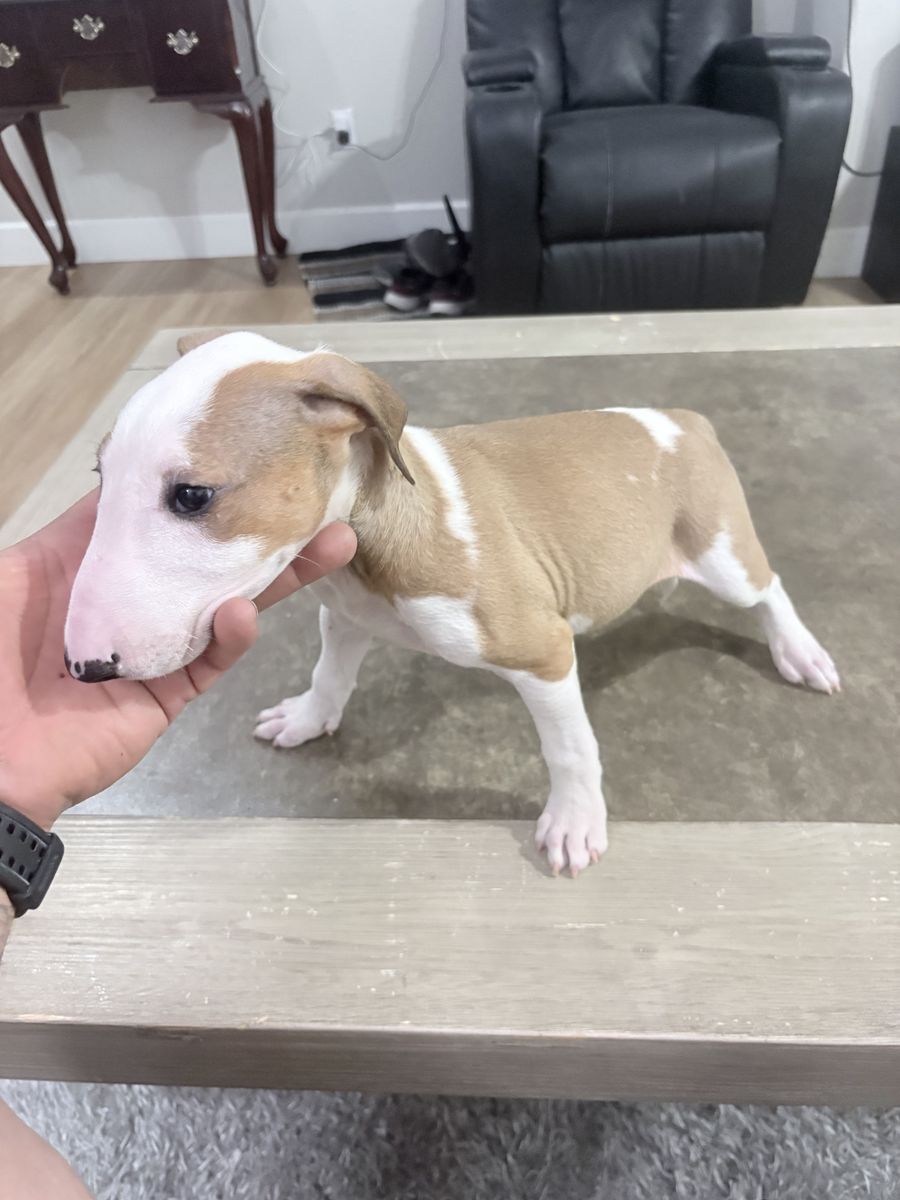 BULL TERRIER PUPPIES
