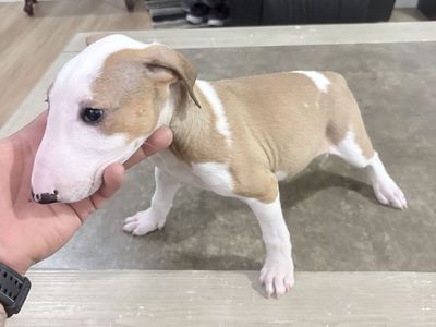 BULL TERRIER PUPPIES